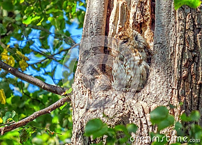 Tawny Owl - Strix aluco at roost. Stock Photo