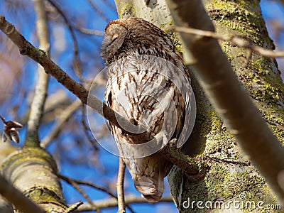 Tawny Owl Strix Aluco Stock Photo