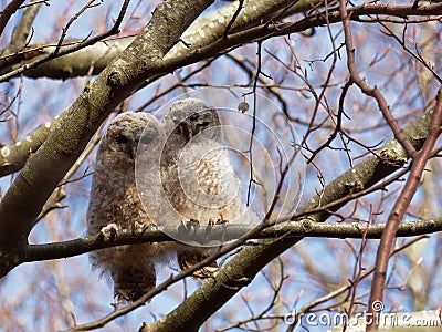 Tawny Owl Strix Aluco Stock Photo