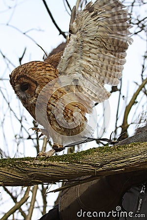 Tawny Owl taking flight Stock Photo