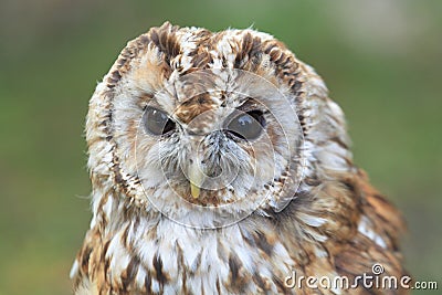 Tawny owl Stock Photo