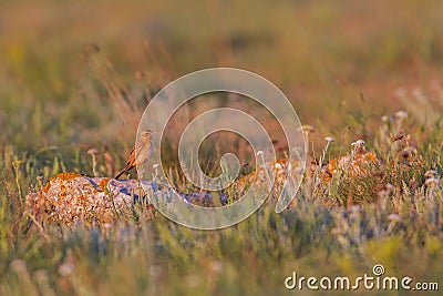 Tawny pipit (Anthus campestris) close-up Stock Photo