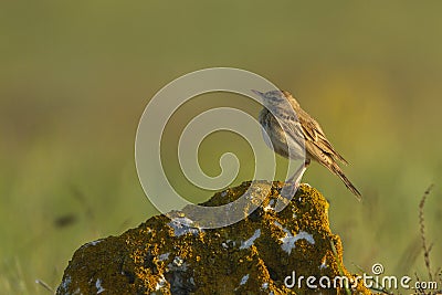 Tawny pipit (Anthus campestris) close-up Stock Photo