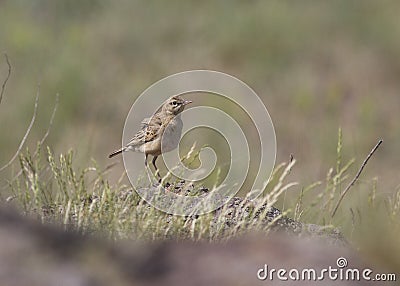 Tawny Pipit in rocky steppe. Stock Photo