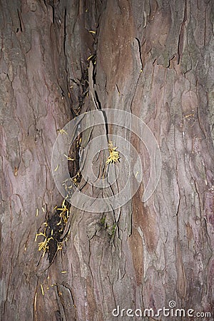 Taxodium distichum bark close up Stock Photo