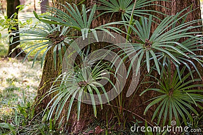 Taxodium distichum is a deciduous conifer in the family cupressaceae is close Stock Photo