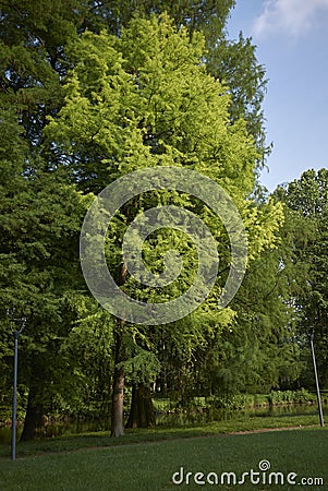 Taxodium distichum tree Stock Photo