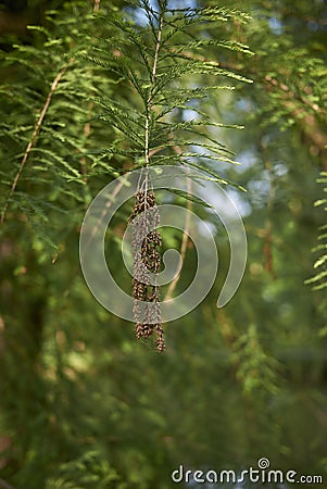 Taxodium distichum tree Stock Photo