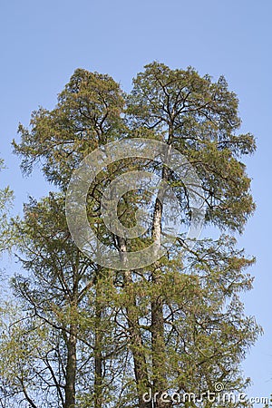 Taxodium distichum tree Stock Photo