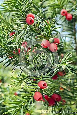 Taxus baccata European yew is conifer shrub with poisonous and bitter red ripened berry fruits Stock Photo