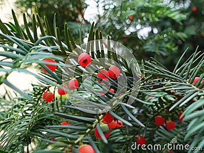 Taxus baccata with ripe cones Stock Photo