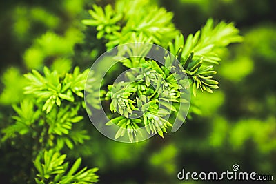 Taxus baccata Yaw tree bush in the garden Stock Photo