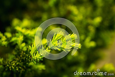 Taxus baccata Yaw tree bush in the garden Stock Photo