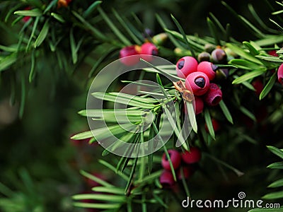 Taxus baccata yew tree Stock Photo