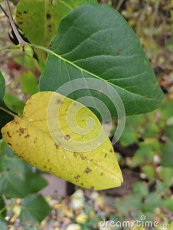 This is tbe eal natural. The winter is coming. Stock Photo