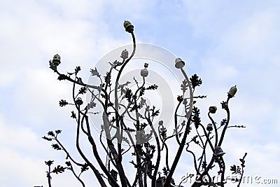 Landmark in Rikhe park, city center of Tbilisi, statue of iron tree Editorial Stock Photo