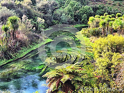 Te Waihou Blue Spring in New Zealand Stock Photo