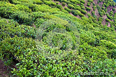 Tea bushes Stock Photo