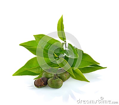 Tea ,Camellia sinensis leaves on white background Stock Photo