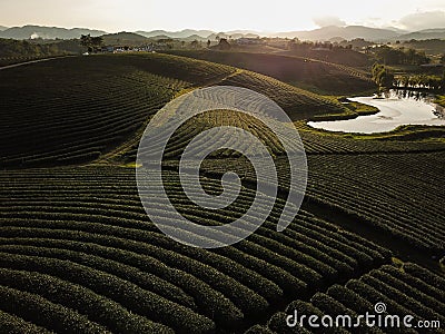 Tea crop farm arrangement taking from bird eye view Stock Photo