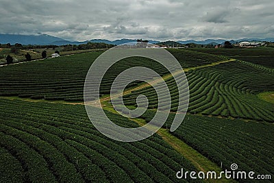 Tea crop farm arrangement taking from bird eye view Stock Photo