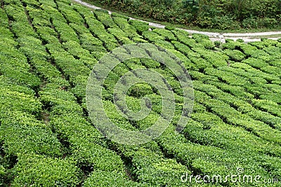 Tea Estate Stock Photo