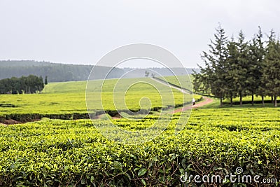 Tea estate, Nandi Hills, highlands of West Kenya. Stock Photo