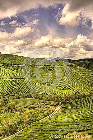 Tea Farm Stock Photo