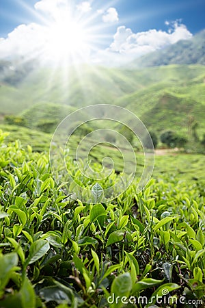 Tea farm Stock Photo