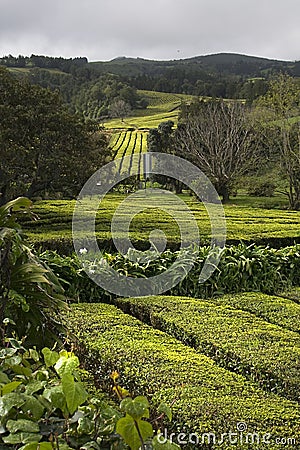 Tea Farm Stock Photo