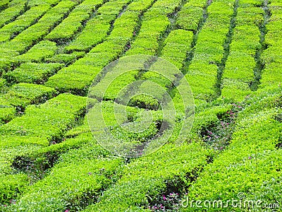 Tea Farm Stock Photo