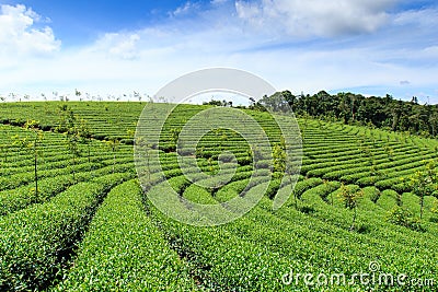 Tea farm at Bao Loc highland, Vietnam. Stock Photo