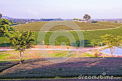 Tea farm with lake in Thai Stock Photo