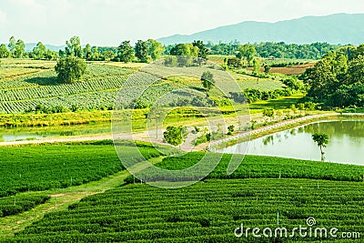 Tea farm with lake in Thai Stock Photo