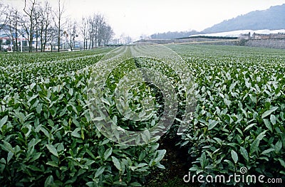 Tea Farm of long-jin green tea in China Stock Photo