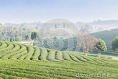 Tea farm Stock Photo