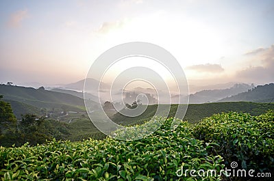 Tea Farm sunrise scenery from hill top of Cameron Highland, Malaysia Stock Photo