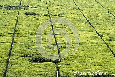 Tea fields Stock Photo