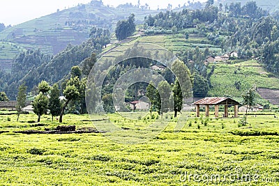 Tea fields Stock Photo