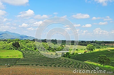 Tea fields Stock Photo