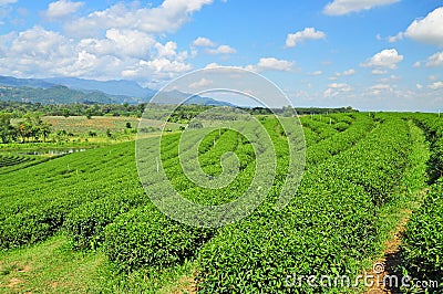 Tea fields Stock Photo