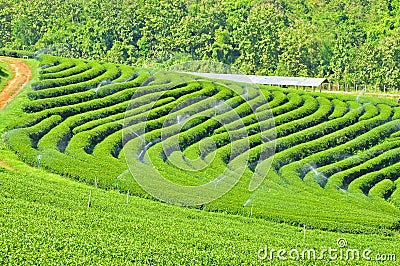 Tea fields Stock Photo