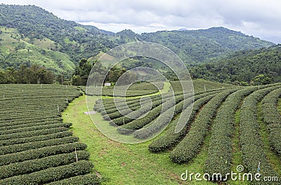 Tea Fields in Mae Salong Chiang Rai, Thailand Stock Photo
