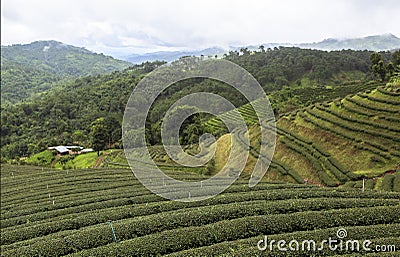 Tea Fields in Mae Salong Chiang Rai, Thailand Stock Photo