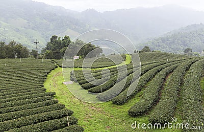 Tea Fields in Mae Salong Chiang Rai, Thailand Stock Photo