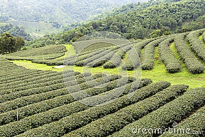 Tea Fields in Mae Salong Chiang Rai, Thailand Stock Photo