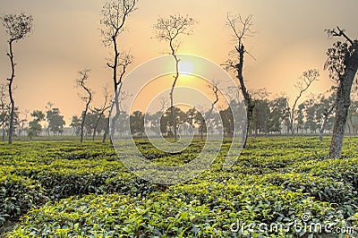 Tea fields in Srimangal, Bangladesh Stock Photo