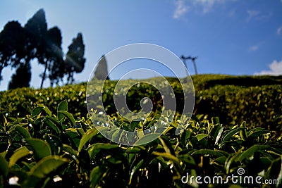 Tea Garden Darjeeling Stock Photo
