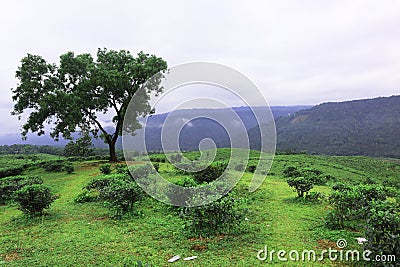 Tea Garden and Hill View at Gowainghat Upazila of Sylhet District, Bangladesh Stock Photo