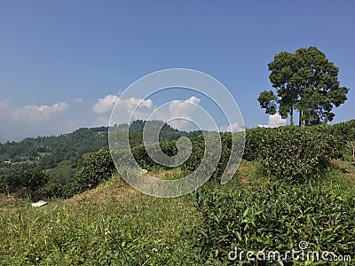 Tea garden and natural beauty of environmental cleanness. Stock Photo